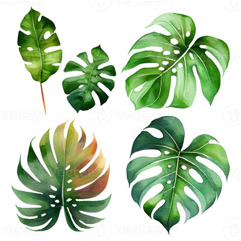 Aquarela De Folhas Tropicais Verdes Png