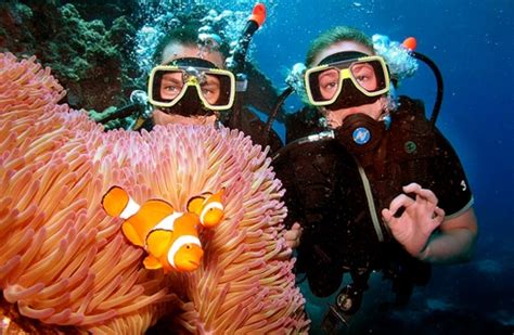 Volunteer in Australia - Great Barrier Reef Marine Conservation