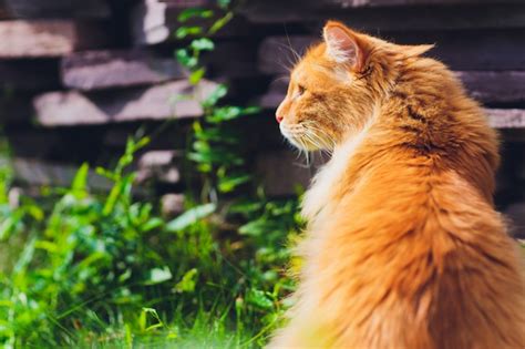 Gato De Ojos Verdes Rojo Que Descansa Sobre La Hierba Verde Foto Premium