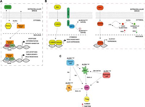 ALDH1 Activity Identifies Tumor-initiating Cells And Links, 43% OFF