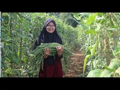 Panen Kacang Panjang Bantu Tani Asik Ngumpulin Modal Nikah Youtube