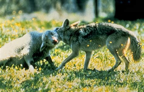 Pensioner Blogs Wolves Eat Sheep