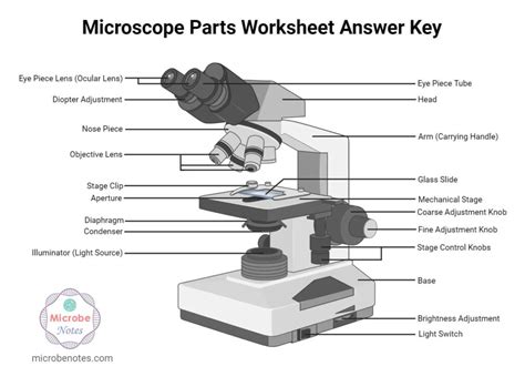 Microscope Parts Labeling Worksheet with Answer Key