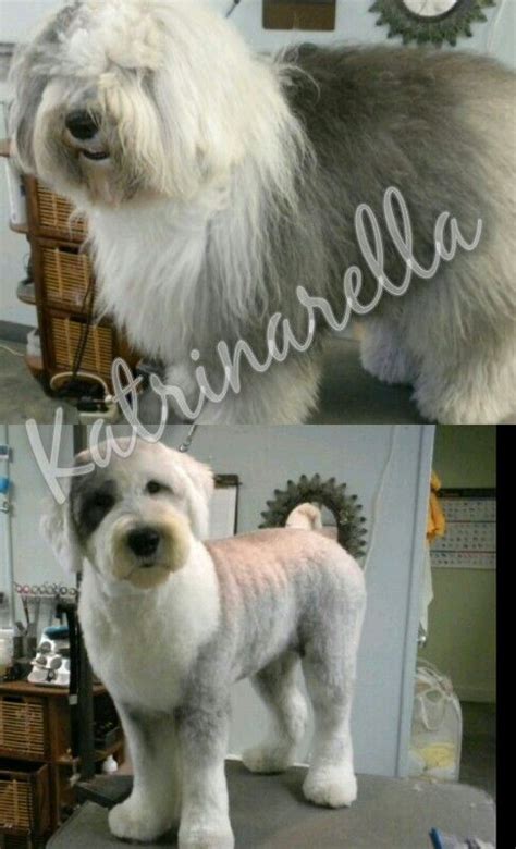 My Groom Of An Old English Sheepdog Before And After Took Me Almost 3