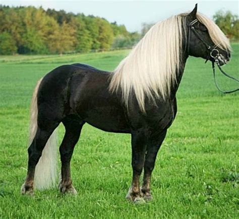 Black Forest Horse Stallion Rubin He Is An Amazingly Dark Flaxen