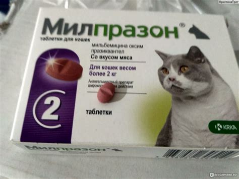 Милпразон для кошек: инструкция по применению, аналоги, отзывы