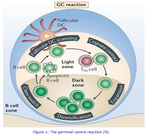 Skewed T Follicular Helper Cell Subsets In Common Variable