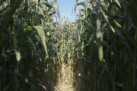 McMillan Farms | Corn maze