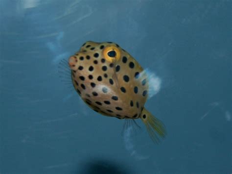 The Online Zoo - Yellow Boxfish