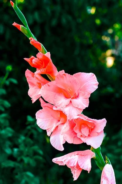 Premium Photo | Pink gladiolus in the garden. Flower