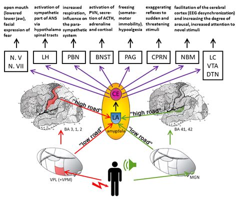 Biomolecules Free Full Text Understanding Emotions Origins And