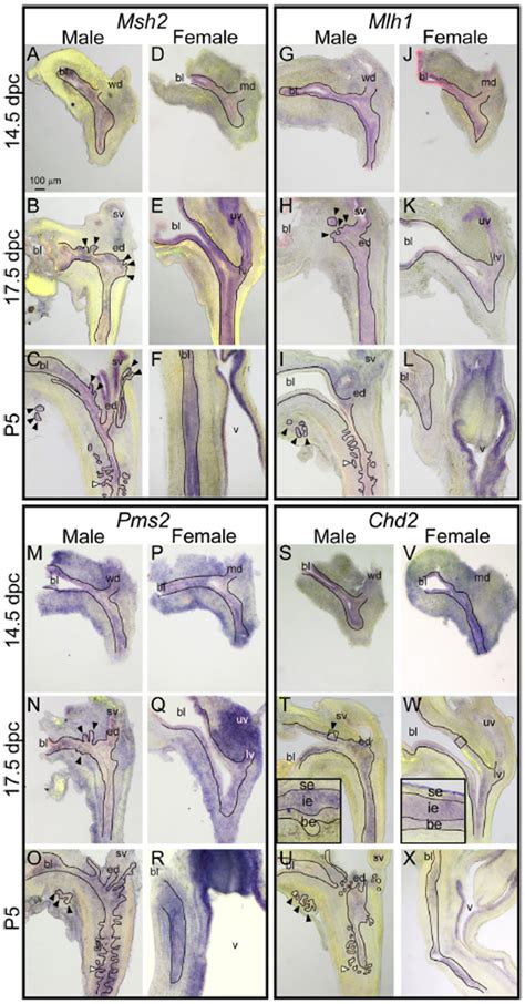 Msh2 MGI Mouse Gene Detail - MGI:101816 - mutS homolog 2