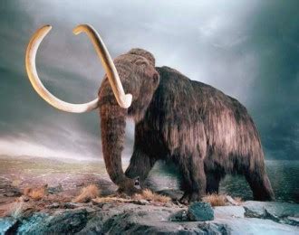 What was the cause of the woolly mammoth extinction? Climate change or ...