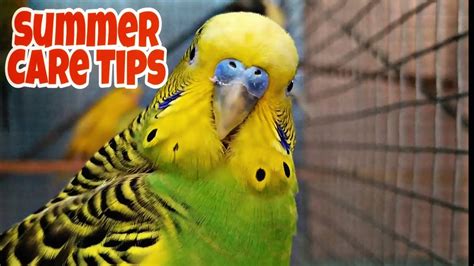 How To Take Care Of Birds In Summer Summer Care Tips For Pet Birds