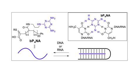 Synthetic Polymer Hybridization With Dna And Rna Directs Nanoparticle Loading Silencing