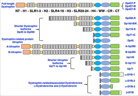 Domain Structure Of Full Length Dystrophin Shorter Dystrophin Isoforms