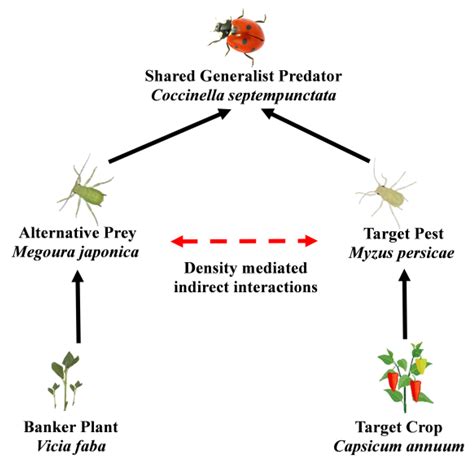 Agronomy Free Full Text Ladybird Mediated Indirect Interactions