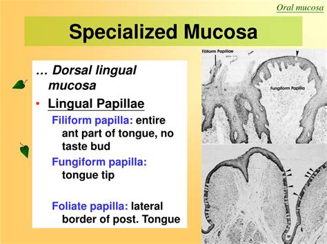 Ppt Oral Mucosa Powerpoint Presentation Id482082