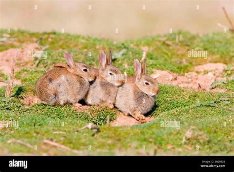 European Rabbit Oryctolagus Cuniculus Three Babies Sitting Outside