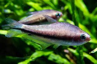 Rainbow Tetra Nematobrycon Lacortei Fish Profile Care Guide