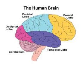 Neuro Flashcards Quizlet