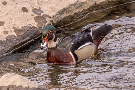 Male Wood Duck in Breeding Plumage