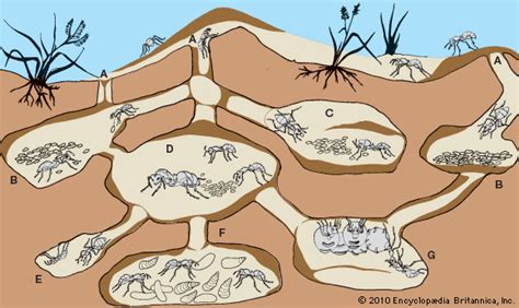 Free Ant Colony Cliparts, Download Free Ant Colony Cliparts png images ...