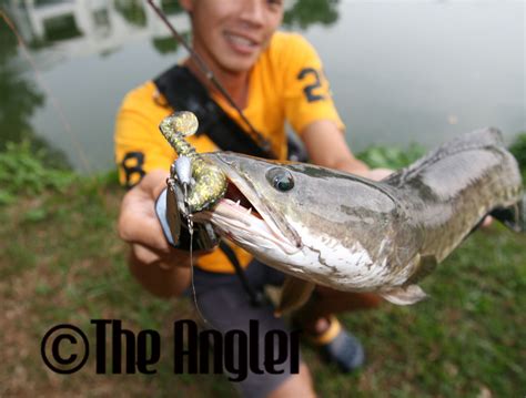 Haruan Or Striped Snakehead Fishing The Angler