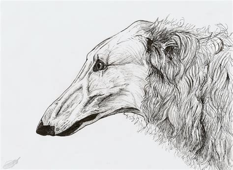 Borzoi Portrait By Domisea On Deviantart