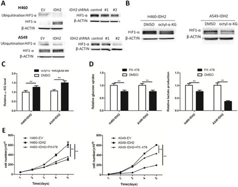 Wild Type Idh Promotes The Warburg Effect And Cell Growth Through