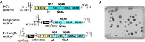 A Schematic Diagram Of Hcv Genomic And Replicon Rna B