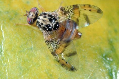 Mediterranean Fruit Fly Insects World