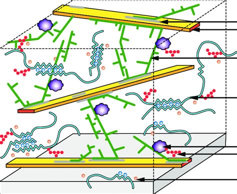 Cell Wall Model For Brown Algae From The Order Fucales Cellulose