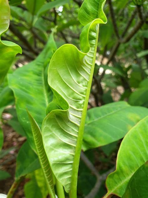 Plumeria Powdery Mildew Leaf Curling And Distortion A Photo On