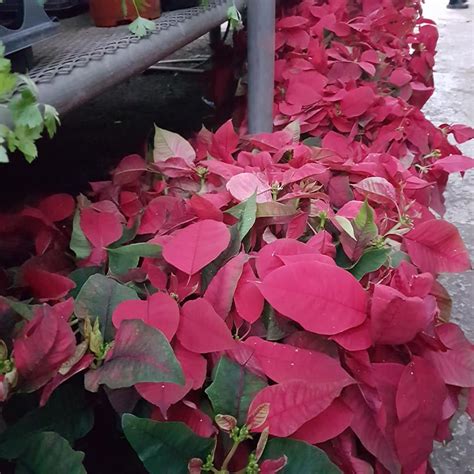 fort garden centre  home facebook