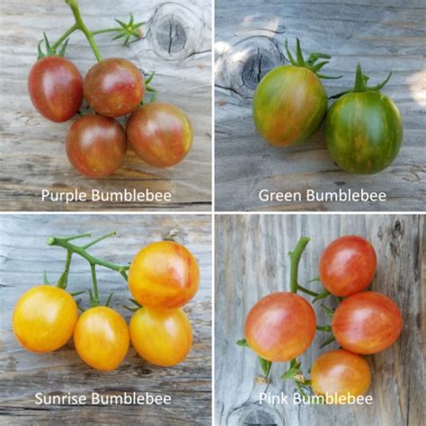 Sunrise Bumblebee Tomato The Coeur D Alene Coop