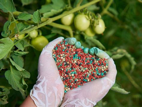 How To Fertilize Your Tomato Plants