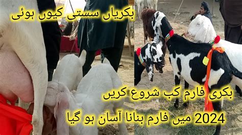 Big Giant Goats Of Bhakkar Bakra Mandi Punjab Pakistani Beetal Goat