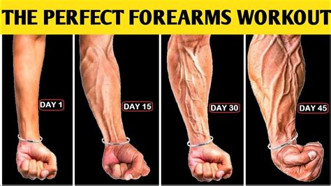 The Perfect Forearm Workout 5 Best Exercises Fitoo Ze YouTube