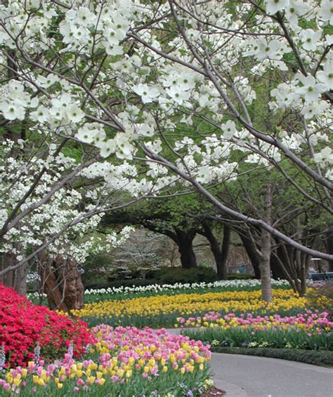 Dallas Botanical Gardens - Tulips | The Saturday Evening Post