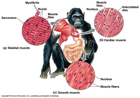 Muscle Tissue - Ah-Tissue...