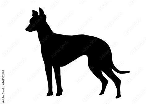 Greyhound dog silhouette, Vector illustration silhouette of a dog on a ...