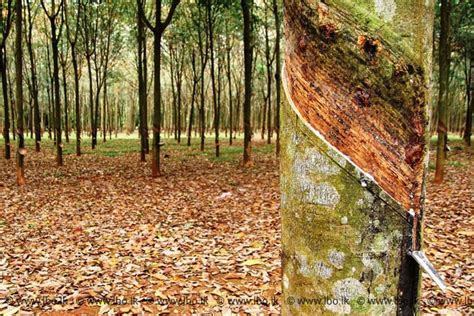 French Collaboration For Capacity Building In The Sri Lankan Rubber