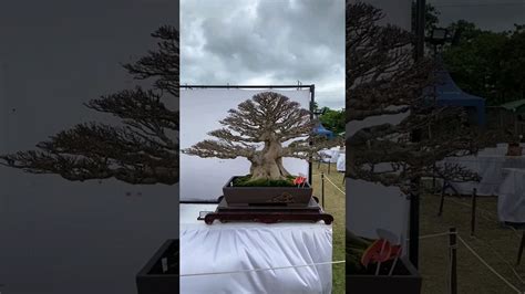 Inspirasi Bonsai Kimeng Juara Youtube