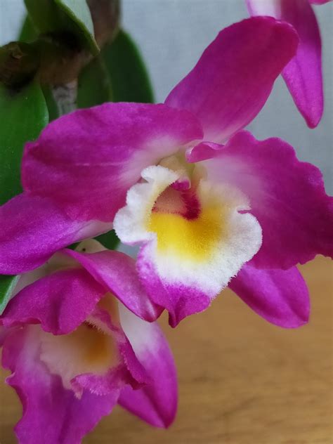 Dendrobium Nobile