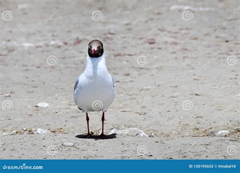 Gaivota De Cabeça Castanha Chroicocephalus Brunnicephalus à Beira Do Lago Manasarovar Tibete