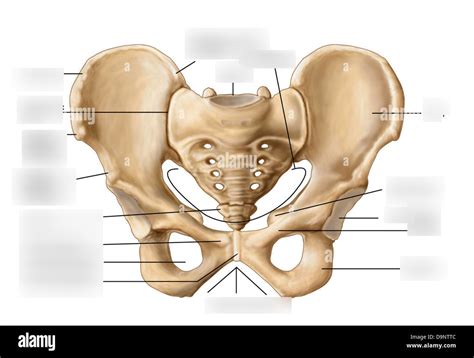 Coxal Bone Pubis And Ischium Diagram Quizlet