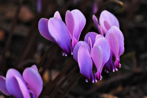 Hardy Cyclamen Hardy Cyclamen Blooming In The Garden Mike Stoy Flickr