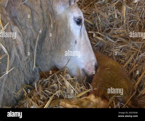 Sheep Giving Birth Part Stock Video Footage Alamy