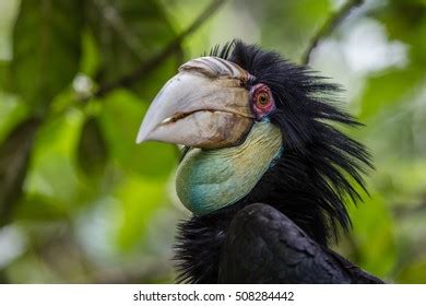 Female Wreathed Hornbill Stock Photo 508284442 | Shutterstock